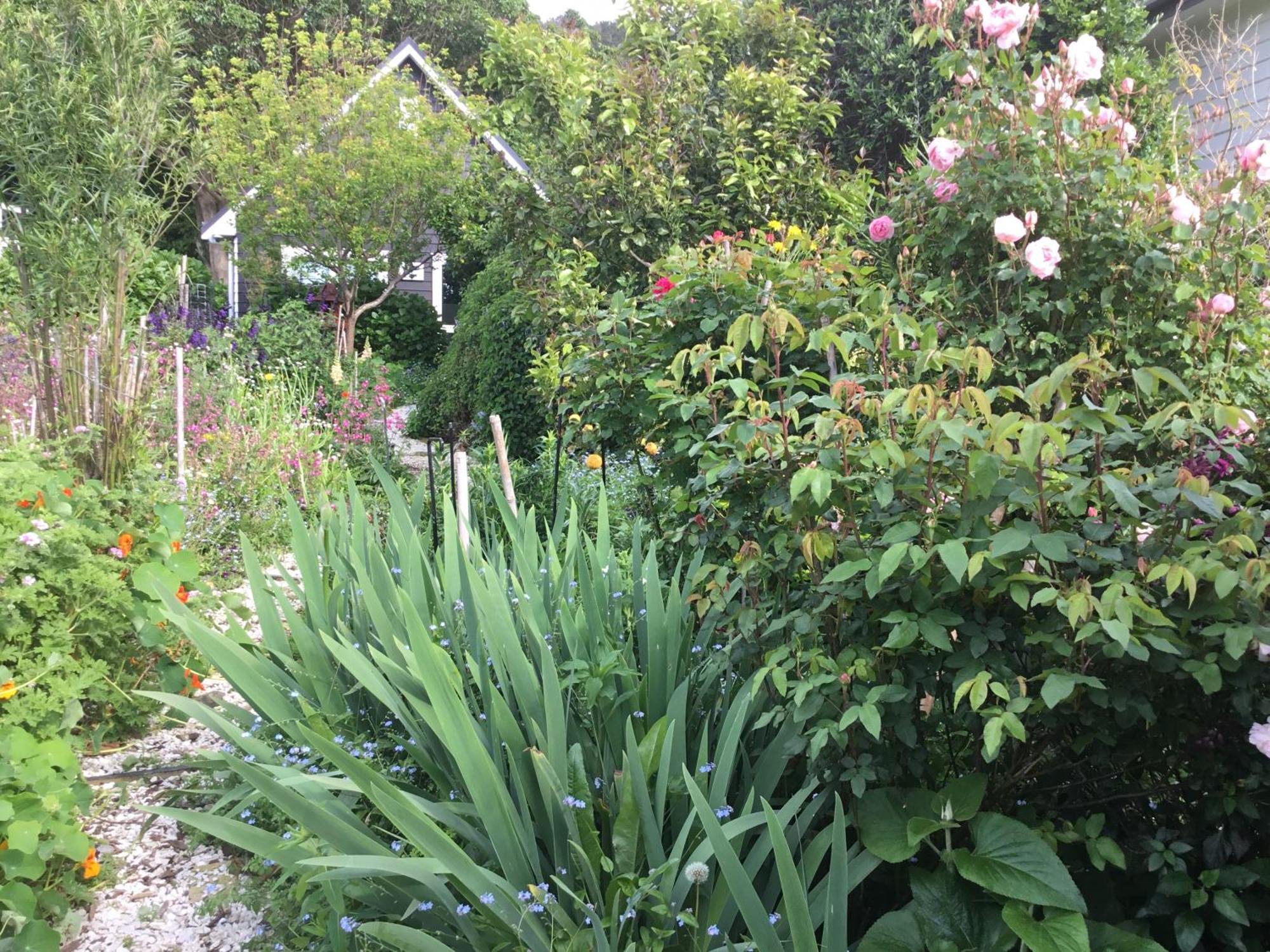 Hahei Kereru Cottage エクステリア 写真